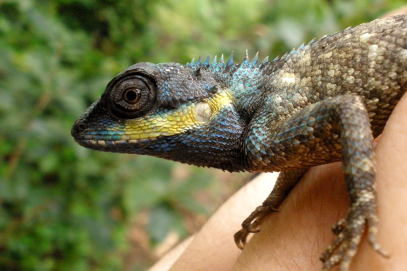 lepoještěr Calotes mystaceus
