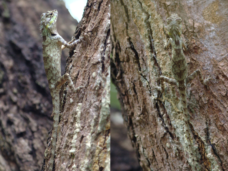 lepoještěr Calotes mystaceus