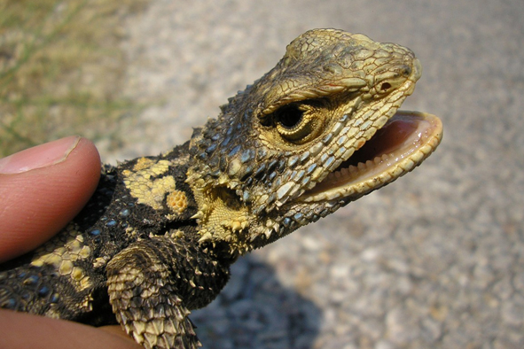 agama hardún