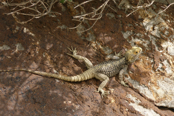 agama hardún
