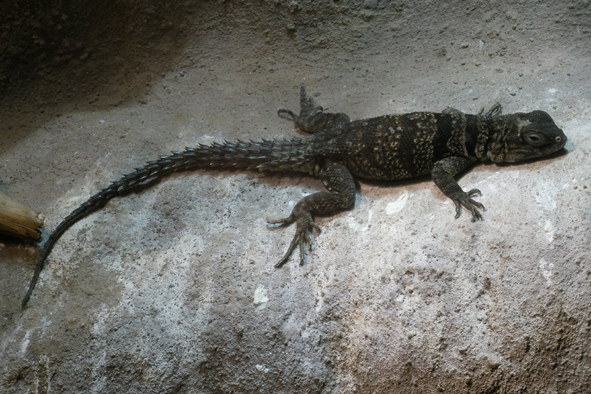 leguán madagaskarský