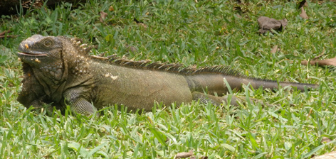 leguán