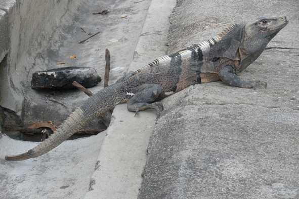 leguán rodu Ctenosaura
