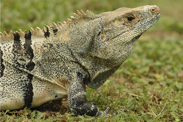 leguán rodu Ctenosaura