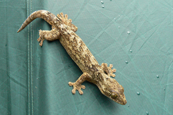 gekon rodu Phylodactylus