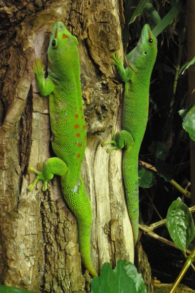 felsuma madagaskarská