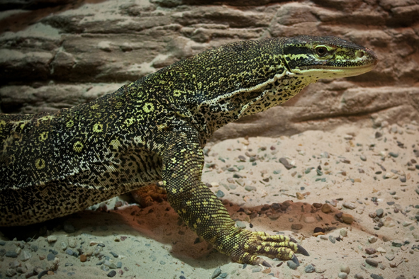 varan