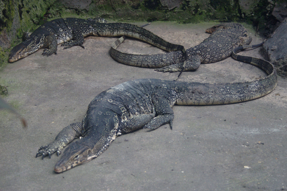 varanus salvator