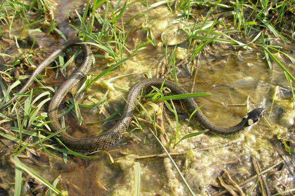 užovka obojková