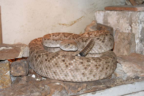 chřestýš rodu Crotalus