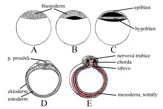 gastrulace ptačího embrya