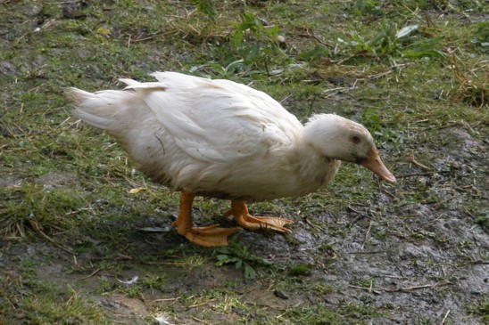 kachna domácí