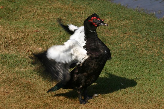 pižmovka