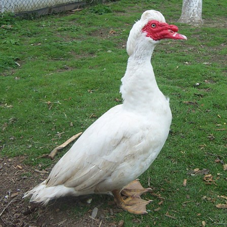 pižmovka