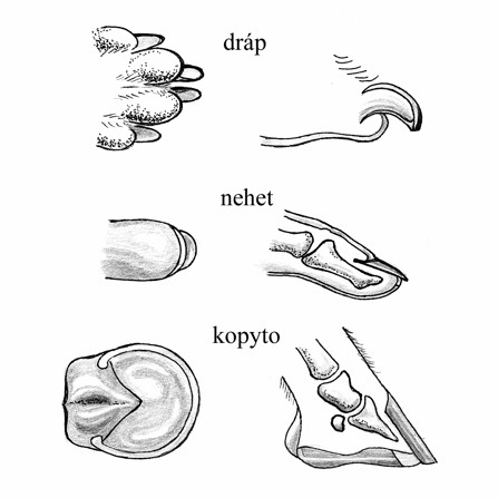 dráp, kopyto, nehet