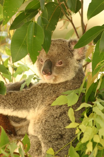 koala