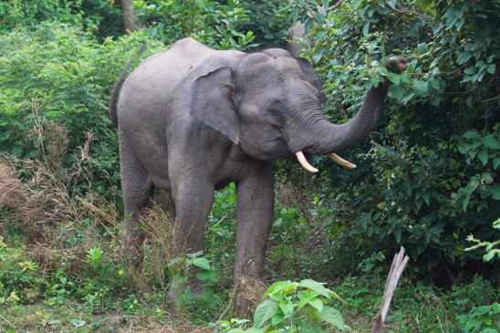 slon indický
