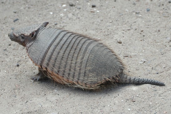 pásovec