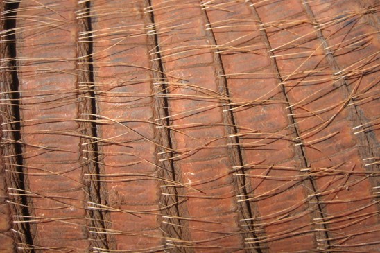 pásovec