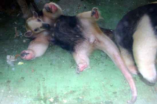 tamandua