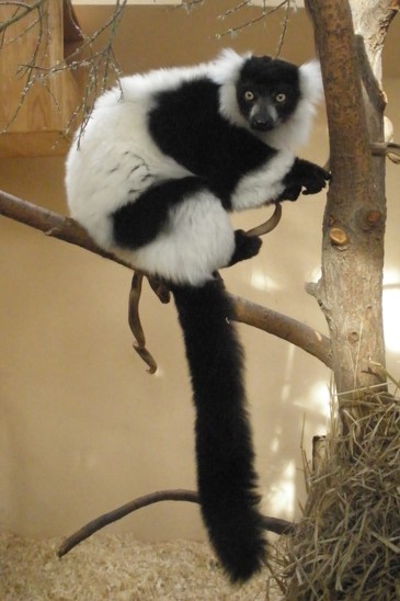 lemur vari