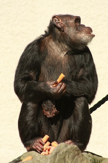 šimpanz