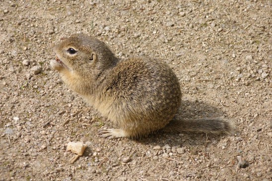 sysel obecný