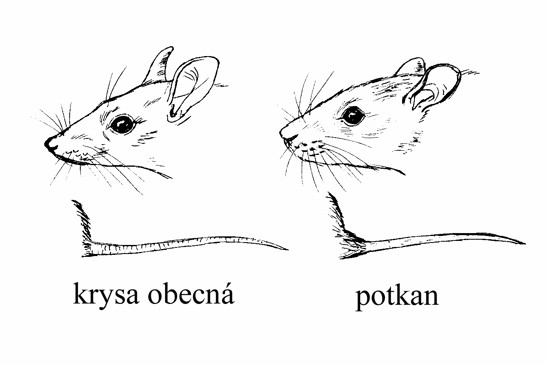potkan vs. krysa