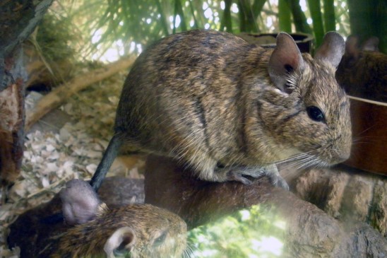 osmák degu