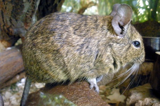 osmák degu
