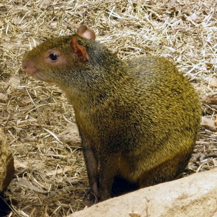 aguti