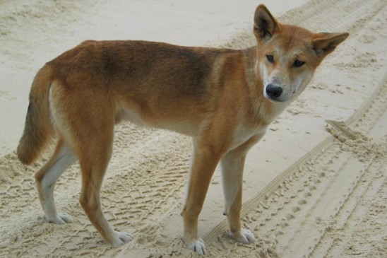dingo
