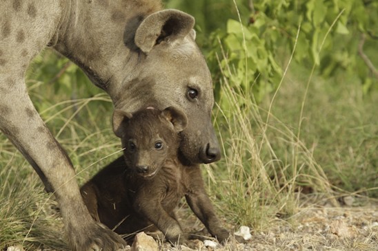 hyena skvrnitá
