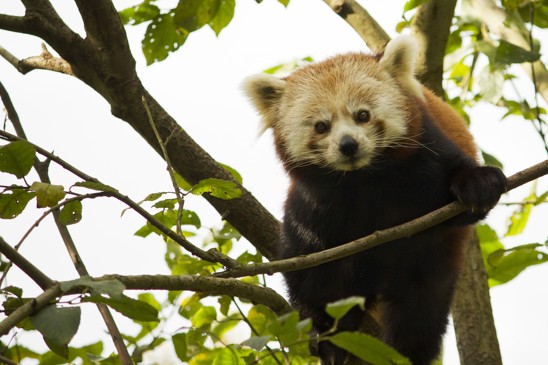 panda červená