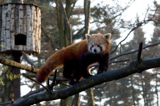 panda červená