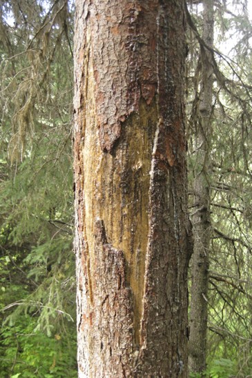 medvěd značení na stromě