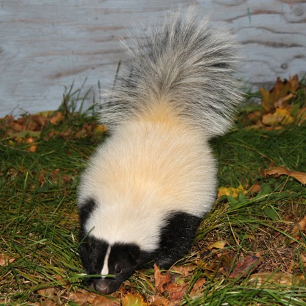 skunk