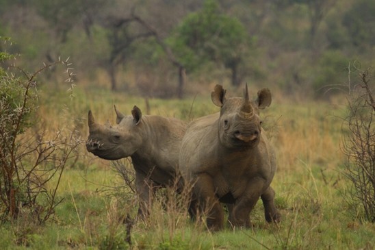 nosorožec dvourohý