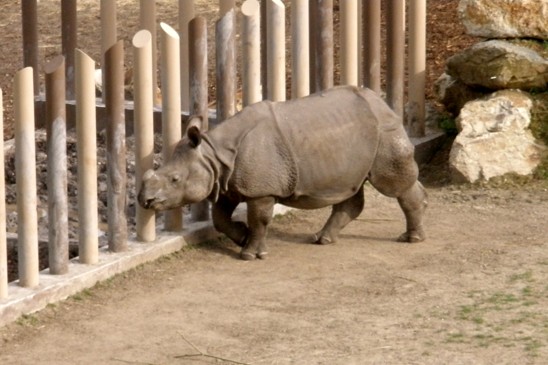 nosorožec indický