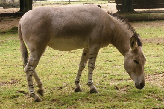osel somálský