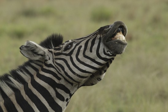 flémující hřebec zebry