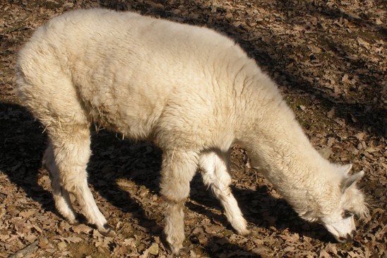 alpaka