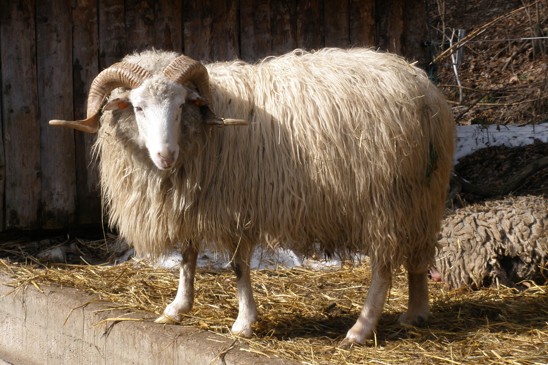 ovce domácí