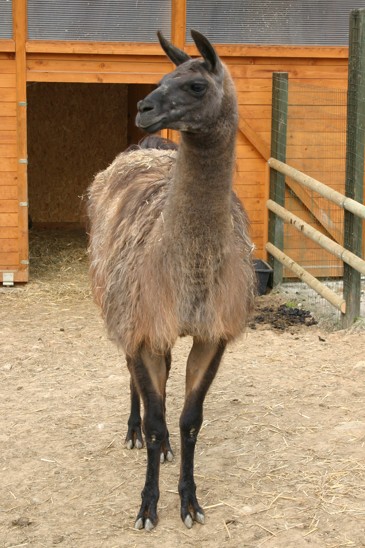 lama krotká