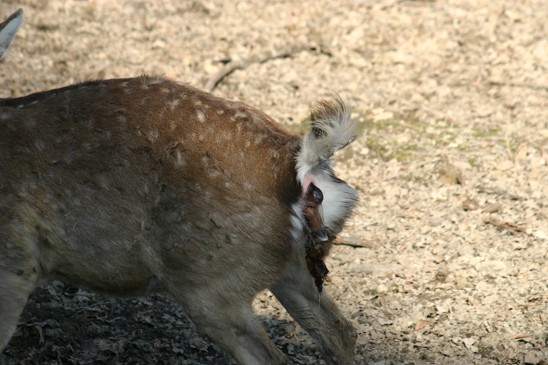 sika porod