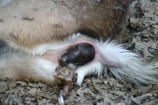 sika porod