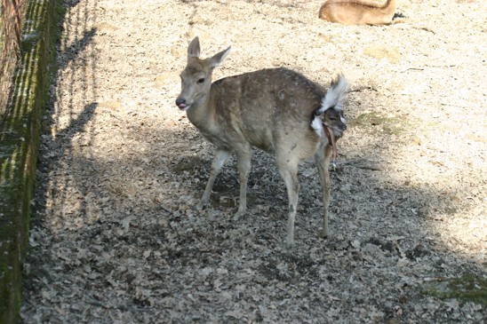 sika porod