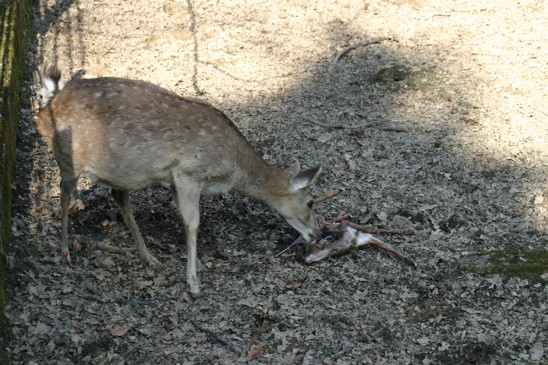 sika porod