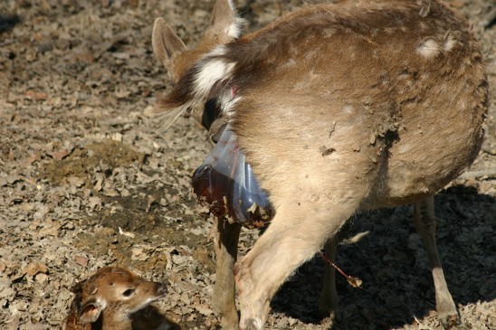 sika porod