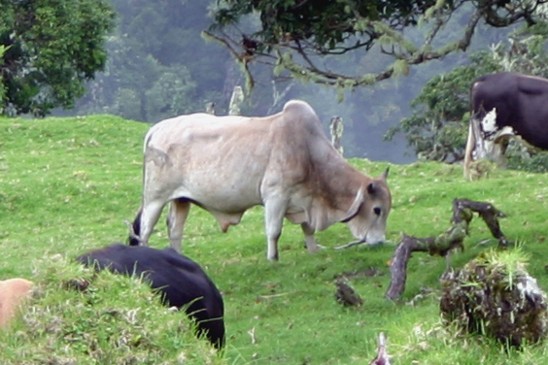 zebu